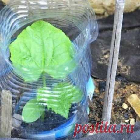 Огурцы в бутылках — удобно и выгодно - МирТесен