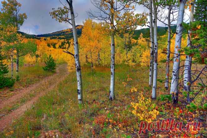 Березы осень роща Скачать картинку 4272x2847 Березы осень роща