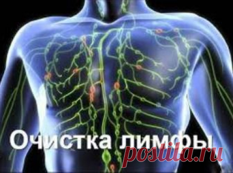 Лимфа — живая вода нашего организма | ВСЕГДА В ФОРМЕ!