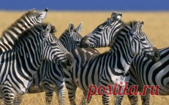 Животные обои. Картинки, фото скачать. Страница 27.
