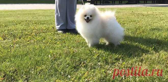 ЩЕНКИ И ВЗРОСЛЫЕ СОБАКИ .ПРОДАЖА ВЫСОКОКЛАССНЫХ СОБАК.