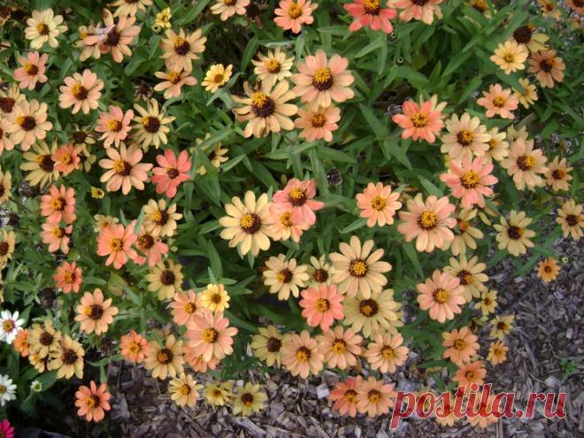 Циния. Грунт, выращивание, виды, сорта и фото композиций