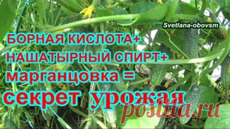 БОРНАЯ КИСЛОТА +НАШАТЫРНЫЙ СПИРТ+МАРГАНЦОВКА =СЕКРЕТ ОБИЛЬНОГО УРОЖАЯ ОГУРЦОВ.СУПЕР СРЕДСТВО..