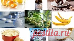 Флористы рекомендуют! 7 способов – комнатные цветы растут как сумасшедшие!