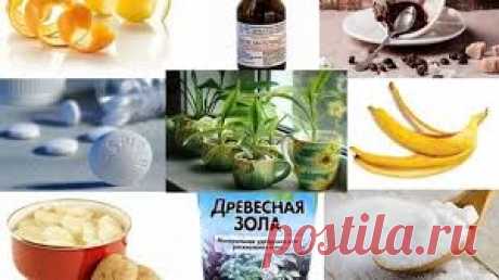 Флористы рекомендуют! 7 способов – комнатные цветы растут как сумасшедшие!