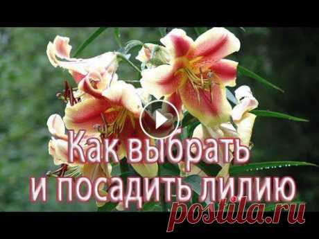 Как выбрать и посадить лилии Опытный цветовод, участник выставки "Весенняя флора 2019" Светлана Глухих рассказывает о выборе, хранение и посадке луковиц лилии....