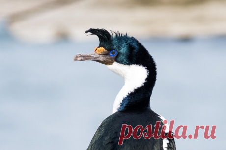 Голубоглазый баклан - eBird