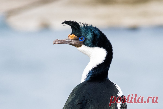 Голубоглазый баклан - eBird