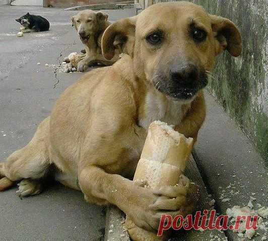Все о братьях наших меньших: БЕРЕГИТЕ ЖИВОТНЫХ!!!