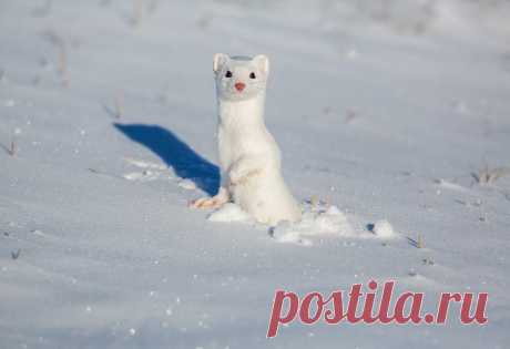 Mustelidae ☼ норки выдры хорьки | ВКонтакте