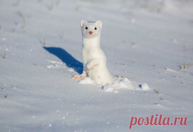 Mustelidae ☼ норки выдры хорьки | ВКонтакте