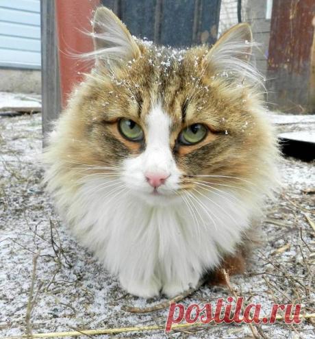 Весь мир без ума от кошачьей фермы в Сибири, которую создала российская семья