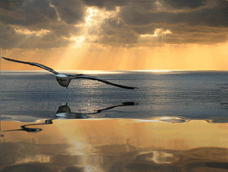 s-48324.gif (599×450)