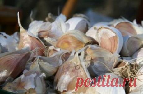 Соседская бабуля разложила на подоконнике чесночную шелуху. Спросив зачем, я получила… Удивительно, сколько целительной силы хранят в себе натуральные продукты! Жаль только мы не хотим углубляться в знания о них, предпочитая использовать химические лекарства быстрого действия. Нужно отдать должное фармацевтическому прогрессу, но при этом не забывать о природных дарах, способных улучши