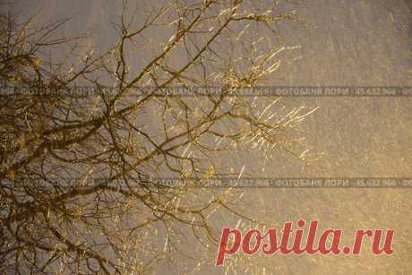 Low angle view of frozen icy bare tree branches against sky at snowy winter night. Стоковое фото, фотограф Ilaronsia / Фотобанк Лори