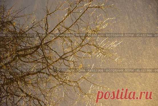 Low angle view of frozen icy bare tree branches against sky at snowy winter night. Стоковое фото, фотограф Ilaronsia / Фотобанк Лори