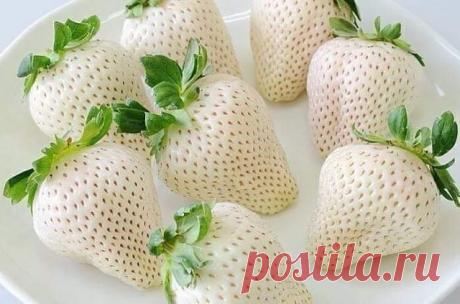 Клубника Белый швед. Имеет вкус ананаса, шелковицы и дикой земляники.