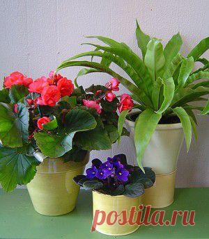 ЧУДО-РАСТВОР ИЗ ЯИЦ ДЛЯ КОМНАТНЫХ ЦВЕТОВ!