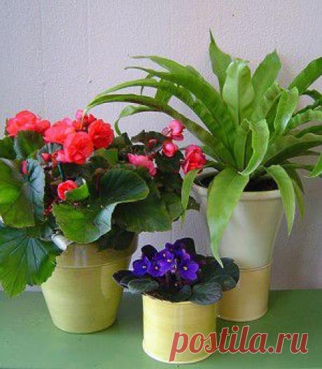 ЧУДО-РАСТВОР ИЗ ЯИЦ ДЛЯ КОМНАТНЫХ ЦВЕТОВ!