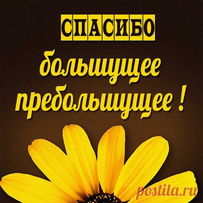 С благодарностью огромной
Вам хочу сейчас сказать,
Что таких, как Вы, хороших
В целом мире не сыскать!