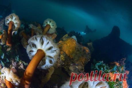 «По грибы» – снимок Андрея Сидорова, nat-geo.ru/photo/user/31857. Актинии Охотского моря. Магадан, Нагаевская бухта, затонувший пароход «Выборг». Март 2016 года. Подледная съемка. Метридиум колбасный (Metridium farcimen) – очень распространенный вид актиний в северной части Тихого океана. Относительно стройное гладкое тело может быть длиной до 1 метра!