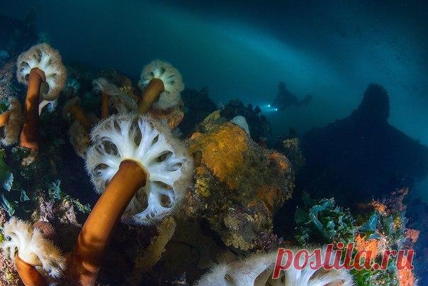 «По грибы» – снимок Андрея Сидорова, nat-geo.ru/photo/user/31857. Актинии Охотского моря. Магадан, Нагаевская бухта, затонувший пароход «Выборг». Март 2016 года. Подледная съемка. Метридиум колбасный (Metridium farcimen) – очень распространенный вид актиний в северной части Тихого океана. Относительно стройное гладкое тело может быть длиной до 1 метра!