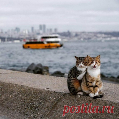 16 животных, которые будто сами попросили, чтобы их сфоткали