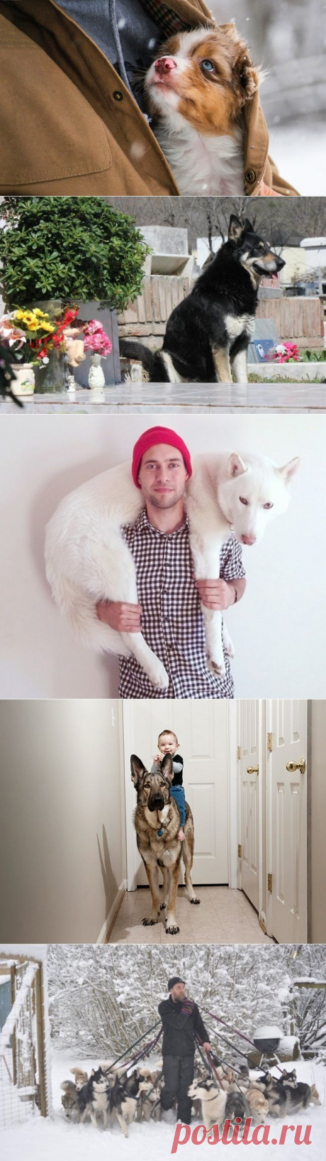 Вспоминаем добрые истории, почему мы любим собак, а они любят нас