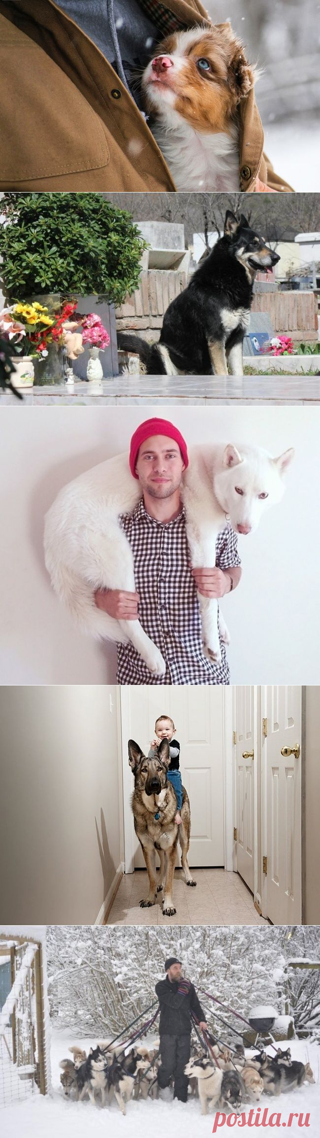 Вспоминаем добрые истории, почему мы любим собак, а они любят нас