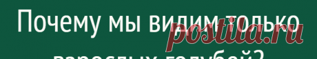 Почему мы видим только взрослых голубей?
В нашей жизни есть тысячи вопросов, на которые мы не знаем ответов. Вот ты, знаешь, почему мы видим только взрослых голубей? Где их птенцы? Хороший вопрос! Медный всадник, писающий мальчик и статуя свободы — что объединяет эти достопримечательности? Следы пребывания голубей! Казалось бы, мы видим их в любом городе мира, но замечали ли вы, что […]
Читай дальше на сайте. Жми подробнее ➡