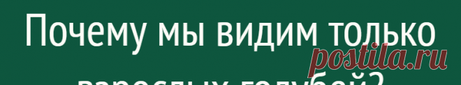 Почему мы видим только взрослых голубей?
В нашей жизни есть тысячи вопросов, на которые мы не знаем ответов. Вот ты, знаешь, почему мы видим только взрослых голубей? Где их птенцы? Хороший вопрос! Медный всадник, писающий мальчик и статуя свободы — что объединяет эти достопримечательности? Следы пребывания голубей! Казалось бы, мы видим их в любом городе мира, но замечали ли вы, что […]
Читай дальше на сайте. Жми подробнее ➡