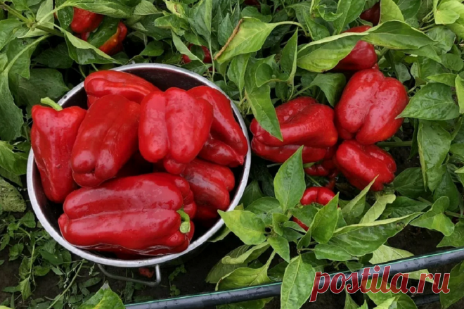 «Перцы будут плодить все лето, но с тебя причитается»: Сосед поделился «лайфхаком» для шикарного урожая, делюсь результатом | БЮДЖЕТНЫЙ ВАРИАНТ | Дзен