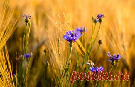 Васильки вечерние | National Geographic Россия