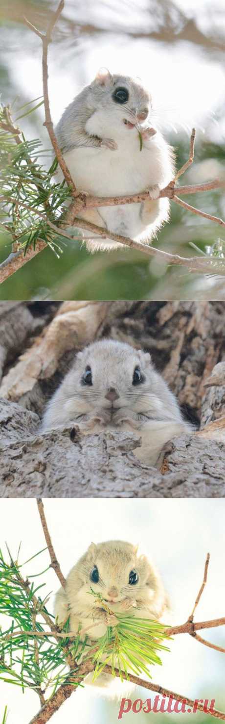 12 доказательство того, что белка-летяга — самый милый зверек на земле - Мир Путешествий