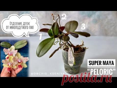Отделение деток орхидеи с цветоноса | Пень phal. Super Maya peloric | Как снять детку с цветоноса