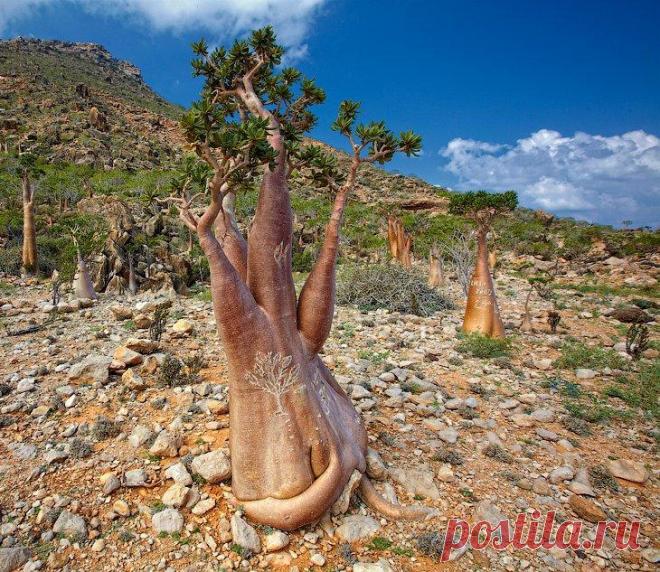 Остров Сокотра и его удивительные бутылочные деревья Остров Сокотра — это загадочный мир. Остров мифов и легенд. Его древнее название переводится с санскрита как «земля блаженства». Расположен остров в 250 км от Африки и в 350 км от Аравийского полуостр...