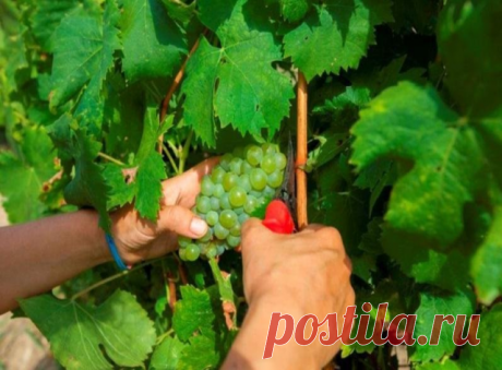 5 ПРИЧИН ОТСУТСТВИЯ УРОЖАЯ НА ВИНОГРАДНИКЕ

Вырастить большие красивые грозди у винограда не так просто, как кажется новичкам. Если сделать что-то неправильно, то можно вообще остаться без винограда. Даже у опытных виноградарей случаются неурожайные годы. Чтобы это случалось как можно реже, разберем основные причины плохого плодоношения виноградных кустов.

Картинки по запросу Виноград

1. Начинающие садоводы часто сажают виноград в неправильное место. Между тем виноград н...