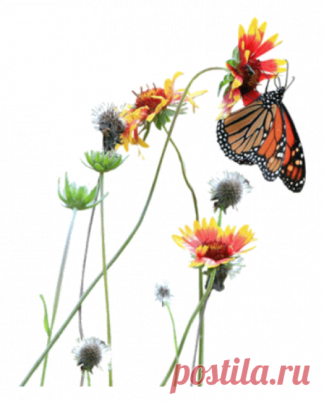 Tubos de mariposa e insectos - Photomusic