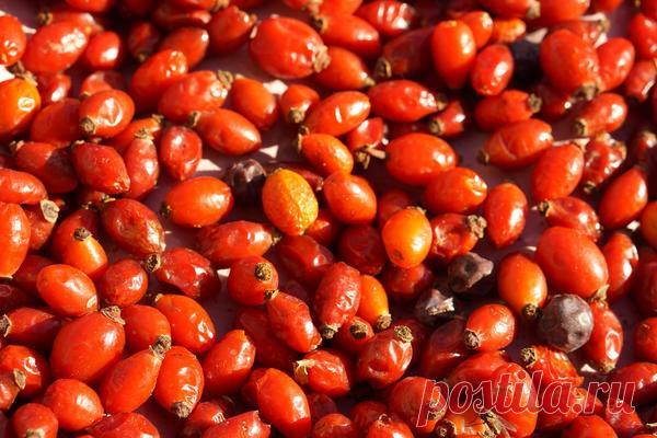 Польза и вред шиповника, его целебные свойства и противопоказания