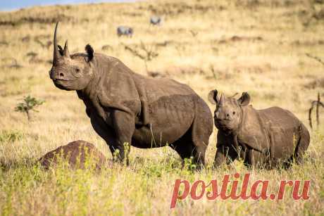 флора и фауна танзании – Google Поиск