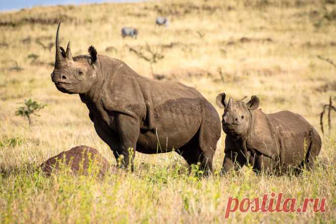 флора и фауна танзании – Google Поиск