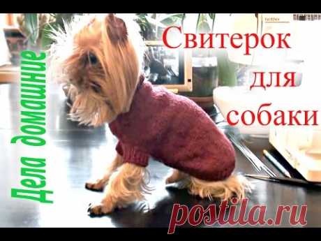 Как связать свитер для собаки своими руками.Одежда для собак на канале&quot;Дела домашние&quot;