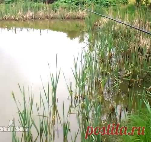 Всё о рыбалке