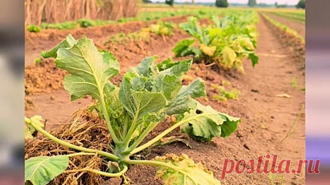 Разница между Эпином и Цирконом
