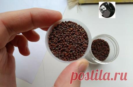 Две болезни которые можно вылечить горчичными семенами...О которых вы не знали! | Знахарь Денис | Яндекс Дзен