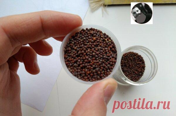 Две болезни которые можно вылечить горчичными семенами...О которых вы не знали! | Знахарь Денис | Яндекс Дзен