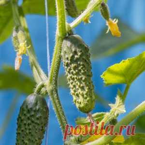 как добиться плодоношения огурцов до глубокой осени