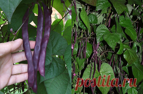 Какой сорт стручковой фасоли выбрать для посадки? — 6 соток