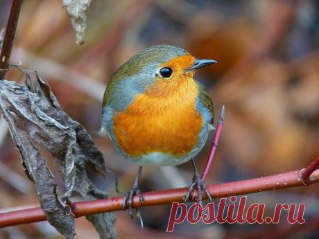 Зарянка, или малиновка: лесной огонёк, друг садовника | Кафедра зоологии | Яндекс Дзен