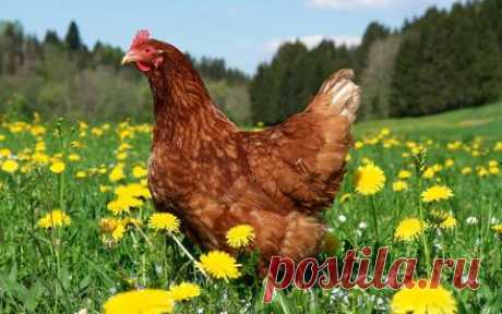 Как применять куриный помет в качестве удобрения? Автор: Виктор Сергеенко.